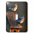 Illinois 3dRose Bird on Nest Plate and Male Female Socket Eastern Box Peterson
