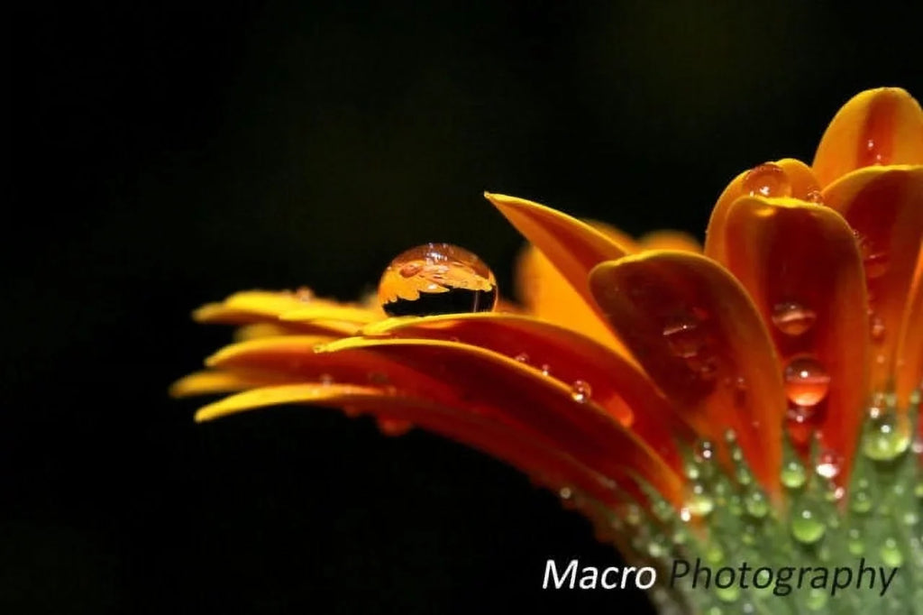 Nikon Panoramic for Fisheye Super Compatible) Lens (52/55mm Wide D3500 Angle